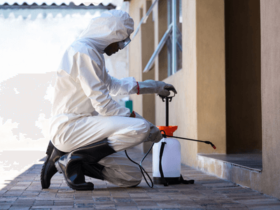 About Global Pest Control Zirakpur - pest control experts in Zirakpur
